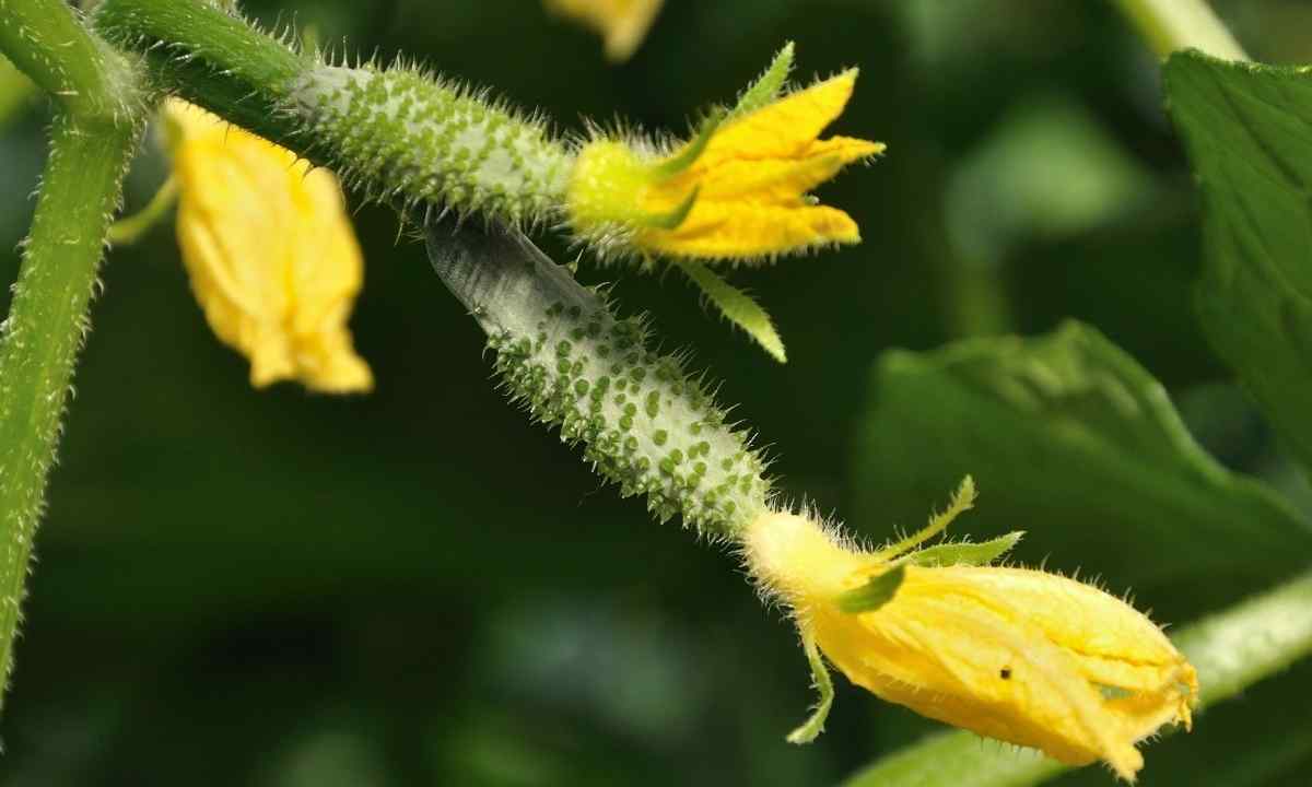 Why ovaries at cucumbers turn yellow