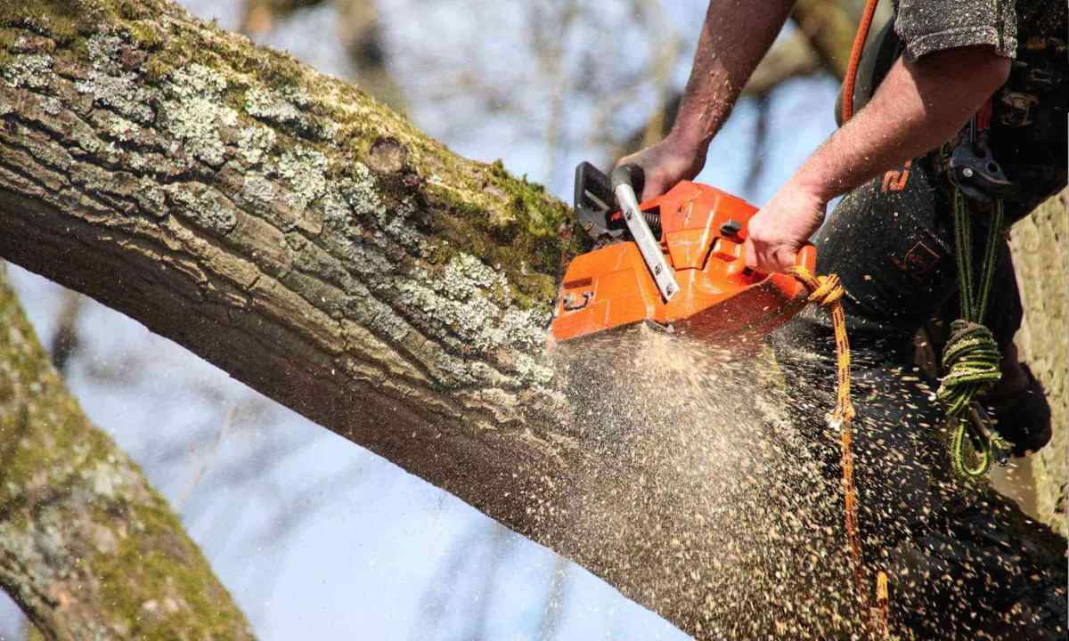 How to make cutting of trees