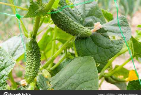 Effective councils for cultivation of cucumbers