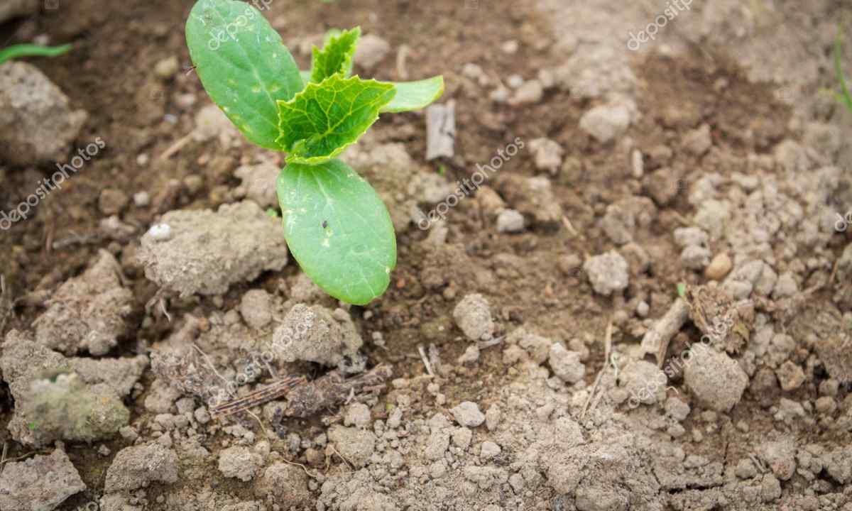 What to do if seedling of cucumbers is extended