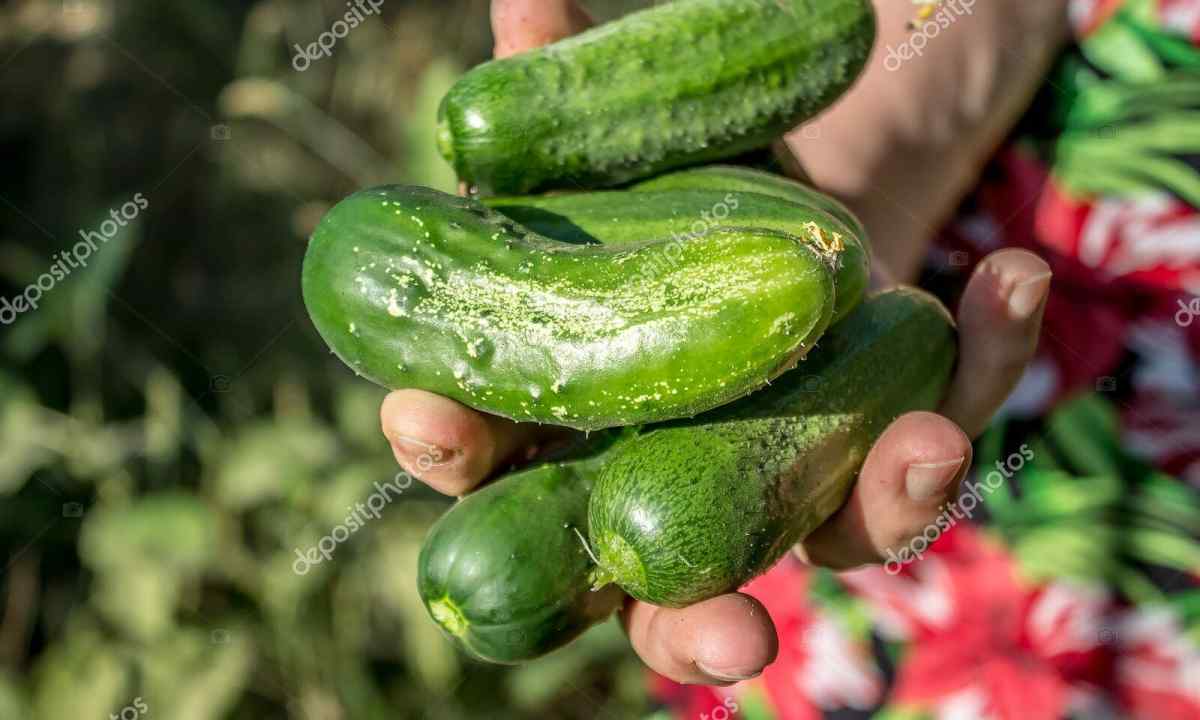 How to receive stunning harvest of cucumbers
