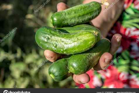 How to receive stunning harvest of cucumbers