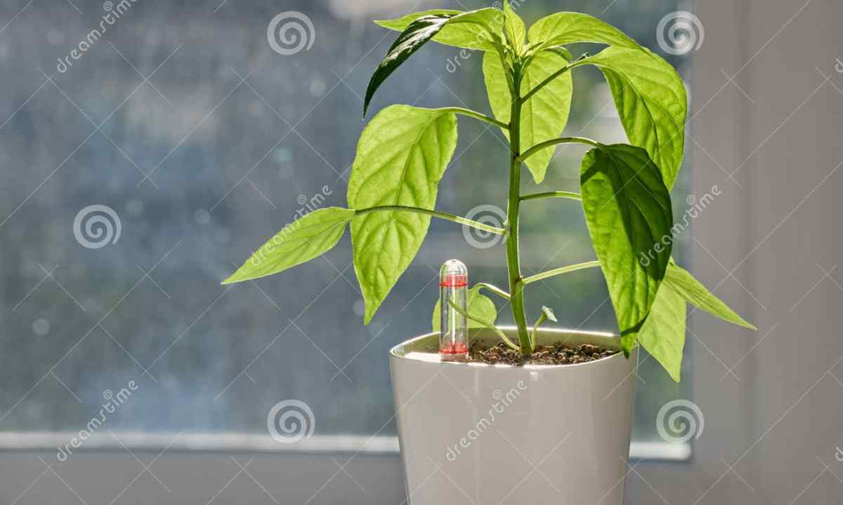 How to grow up chili pepper on windowsill