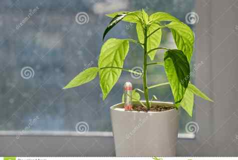 How to grow up chili pepper on windowsill