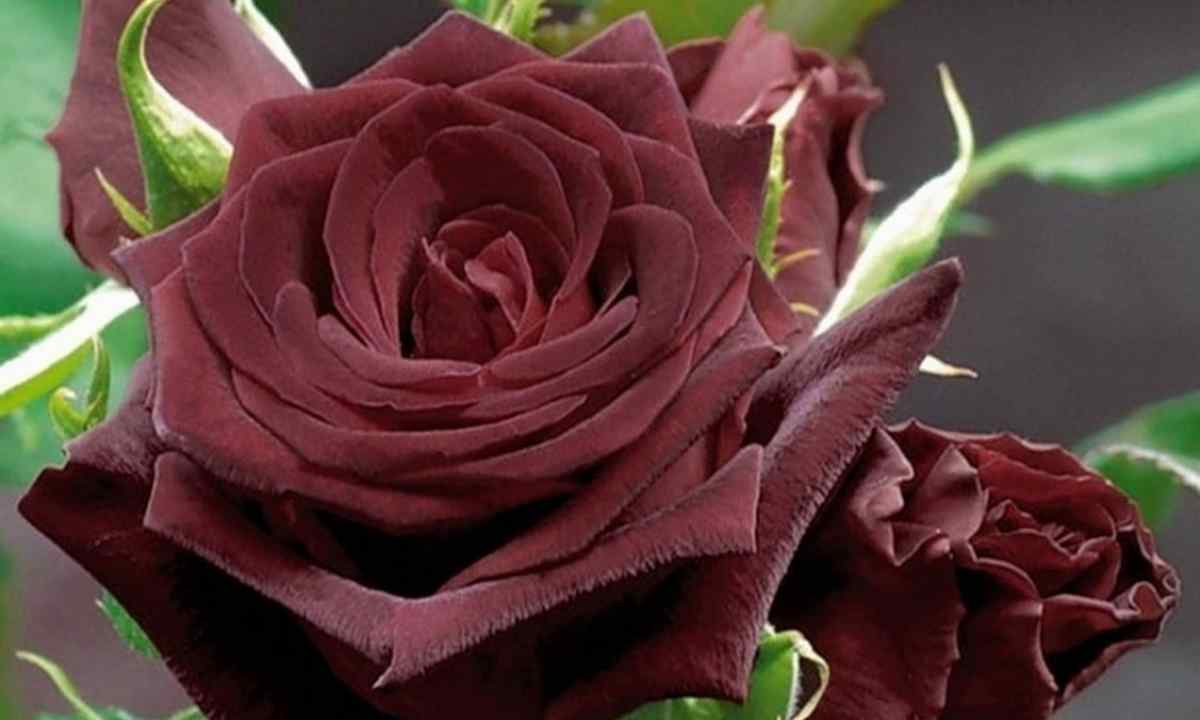 Rose "Black magic": description and subtleties of cultivation