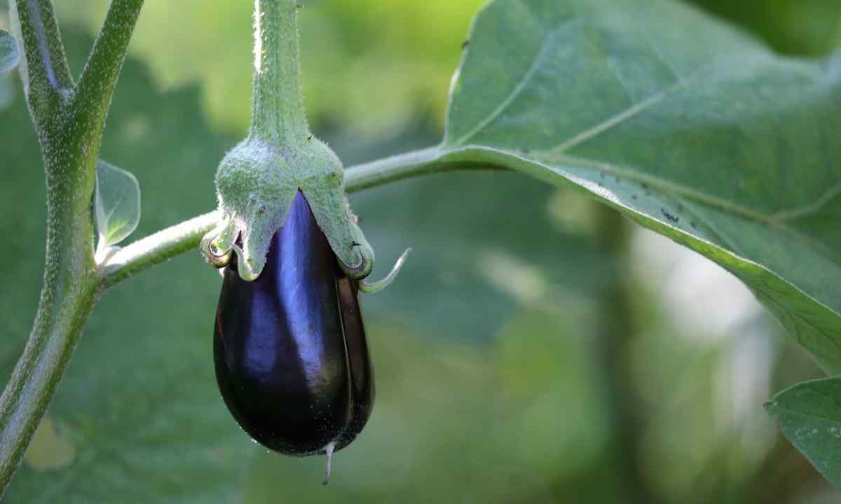 How to plant eggplants