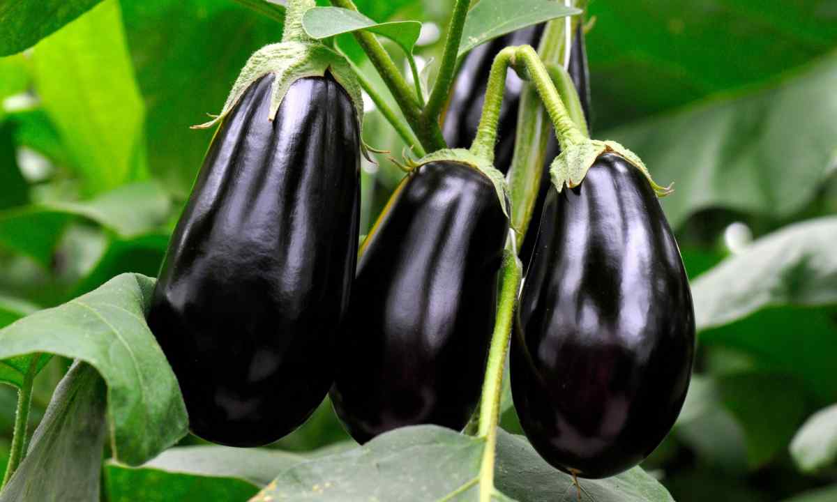 Councils for cultivation of eggplants
