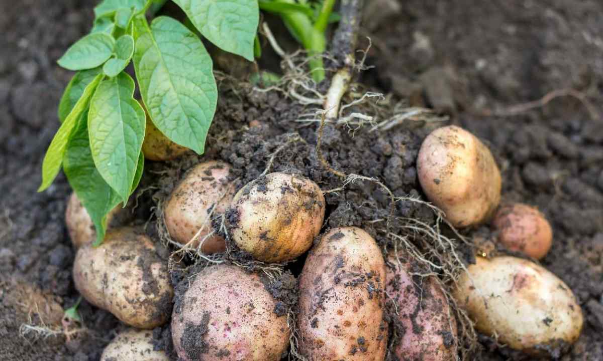 How to reap potatoes crop for two weeks earlier: cunning of our ancestors