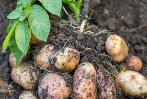 How to reap potatoes crop for two weeks earlier: cunning of our ancestors