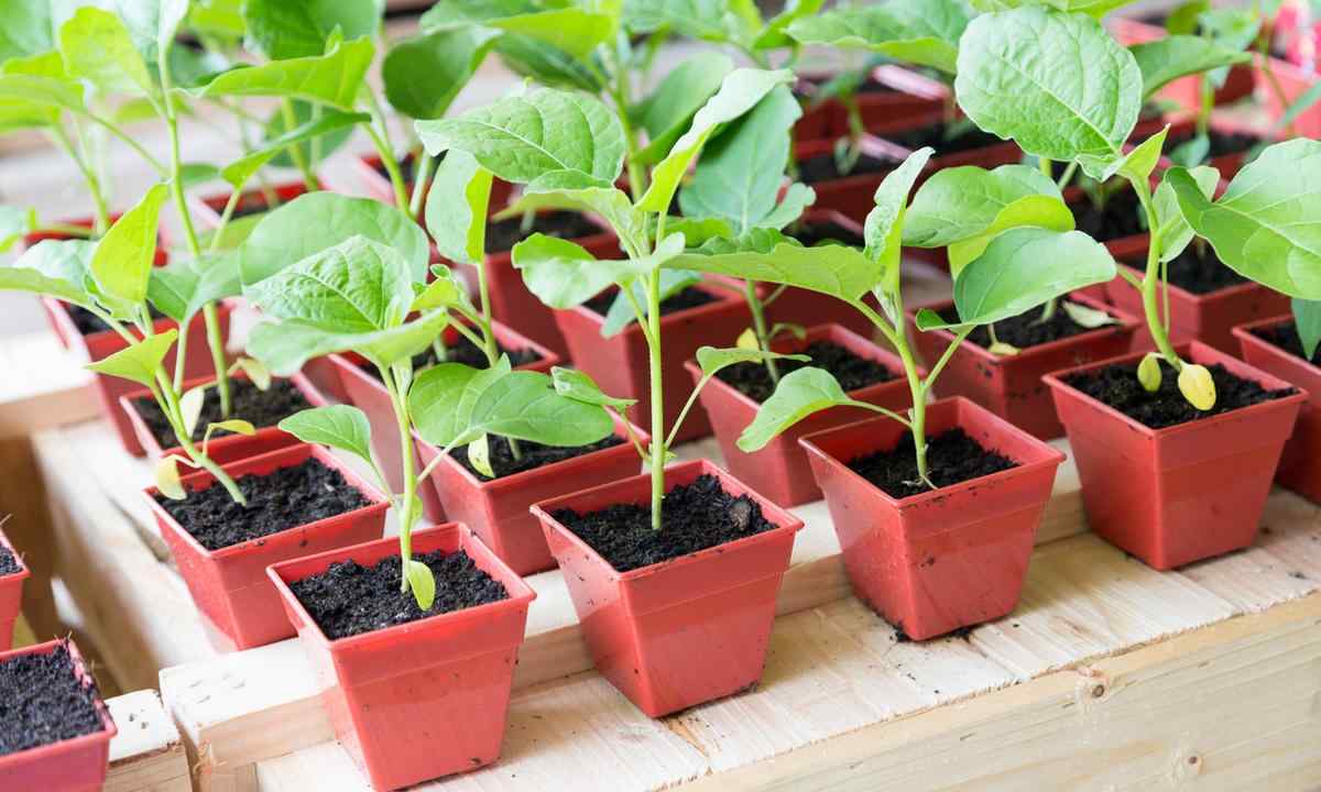 How to grow up seedling eggplant