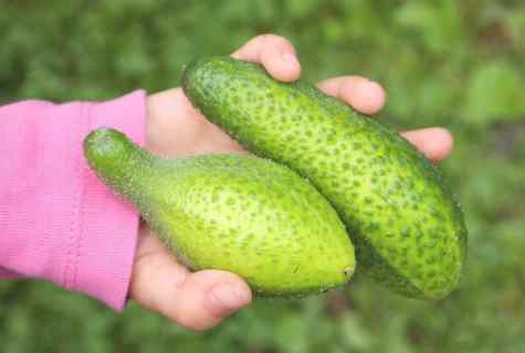 What grades of cucumbers it is better to put at the dacha