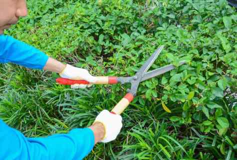 How to cut off bushes
