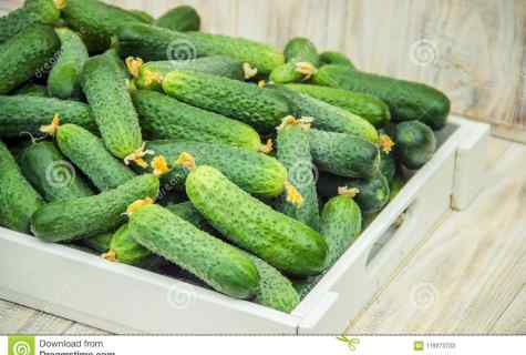 How to avoid failures at cultivation of cucumber