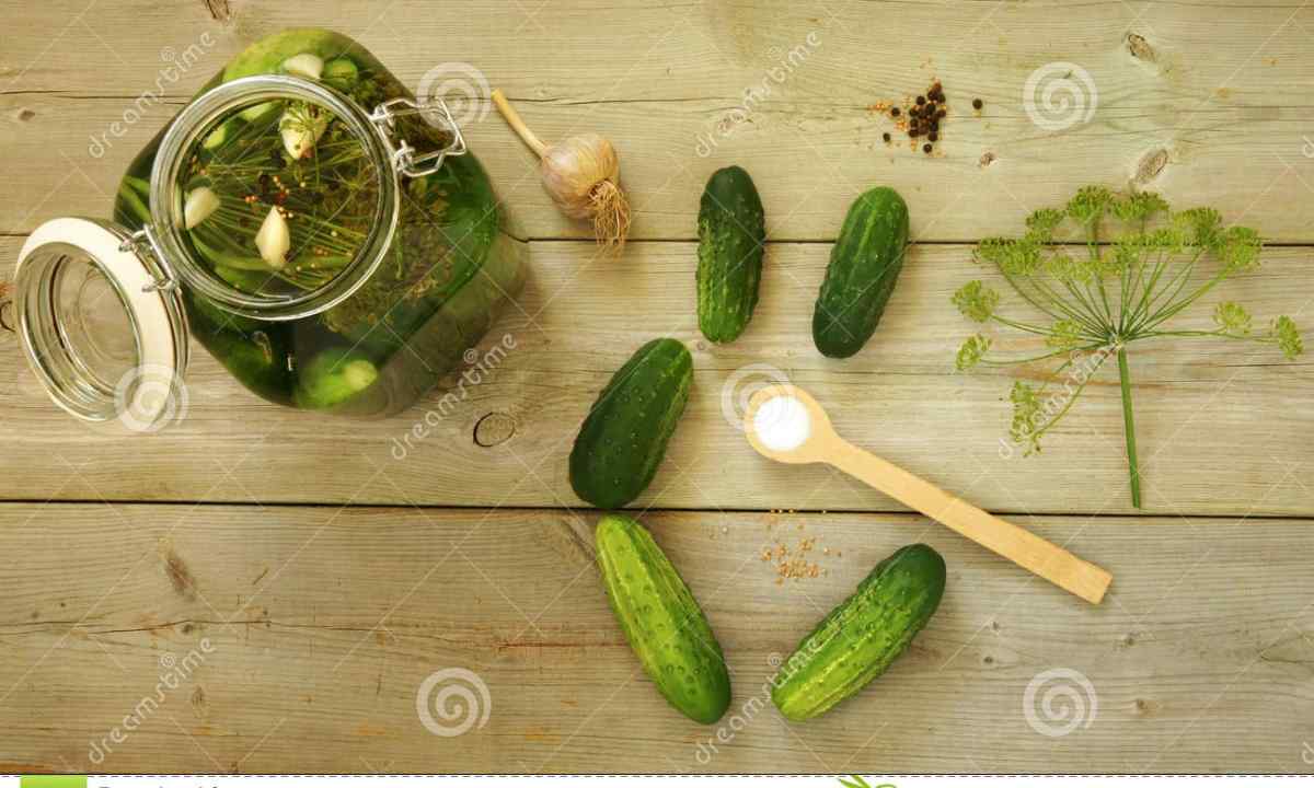 How to increase productivity of cucumbers: simple, but effective councils