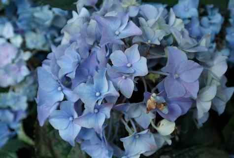 6 important rules for magnificent blossoming of hydrangeas