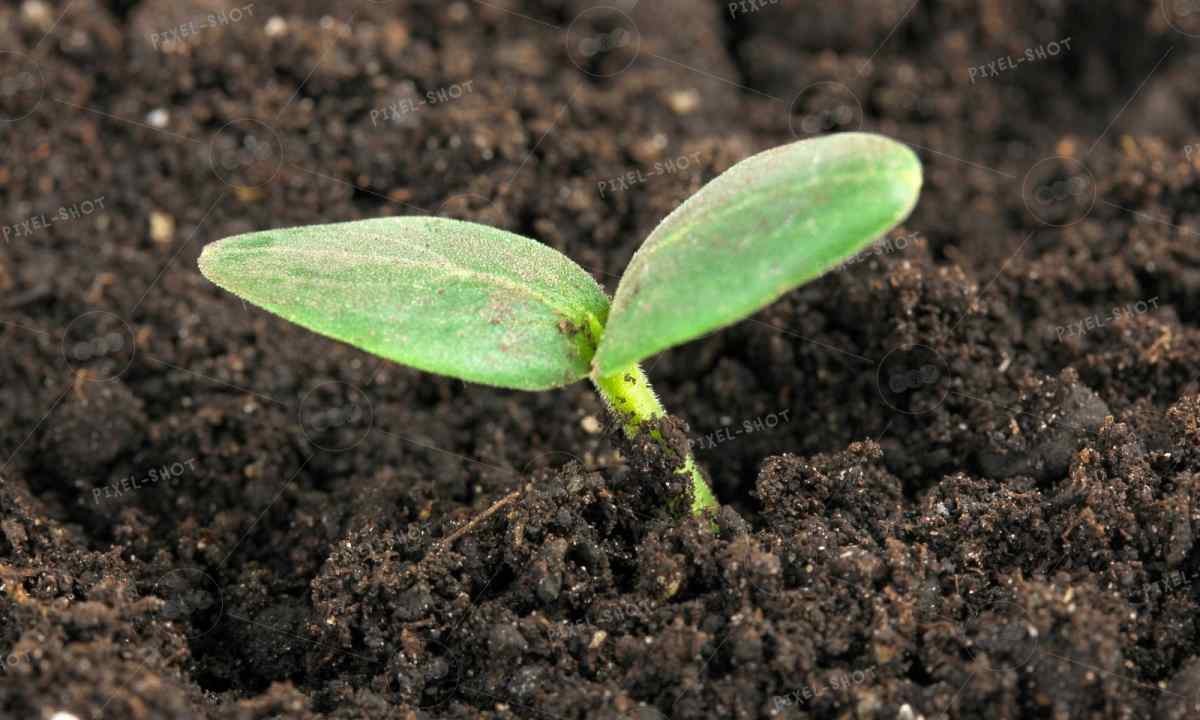 How to plant seedling of eggplants in soil