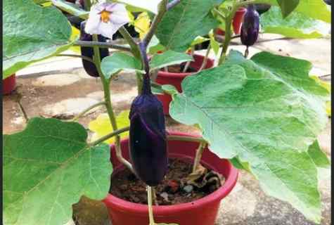 All about eggplants: how to grow up