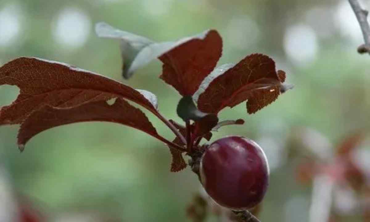 How to grow up gold plum
