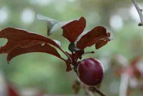 How to grow up gold plum