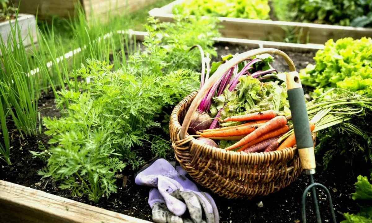 How to grow up good harvest of beet in kitchen garden