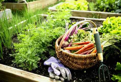 How to grow up good harvest of beet in kitchen garden