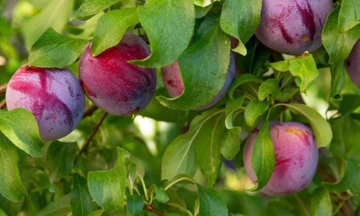 How to grow up plum
