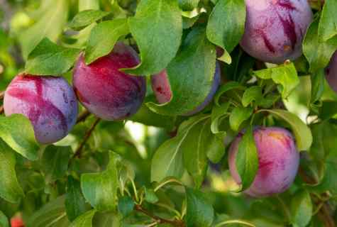 How to grow up plum