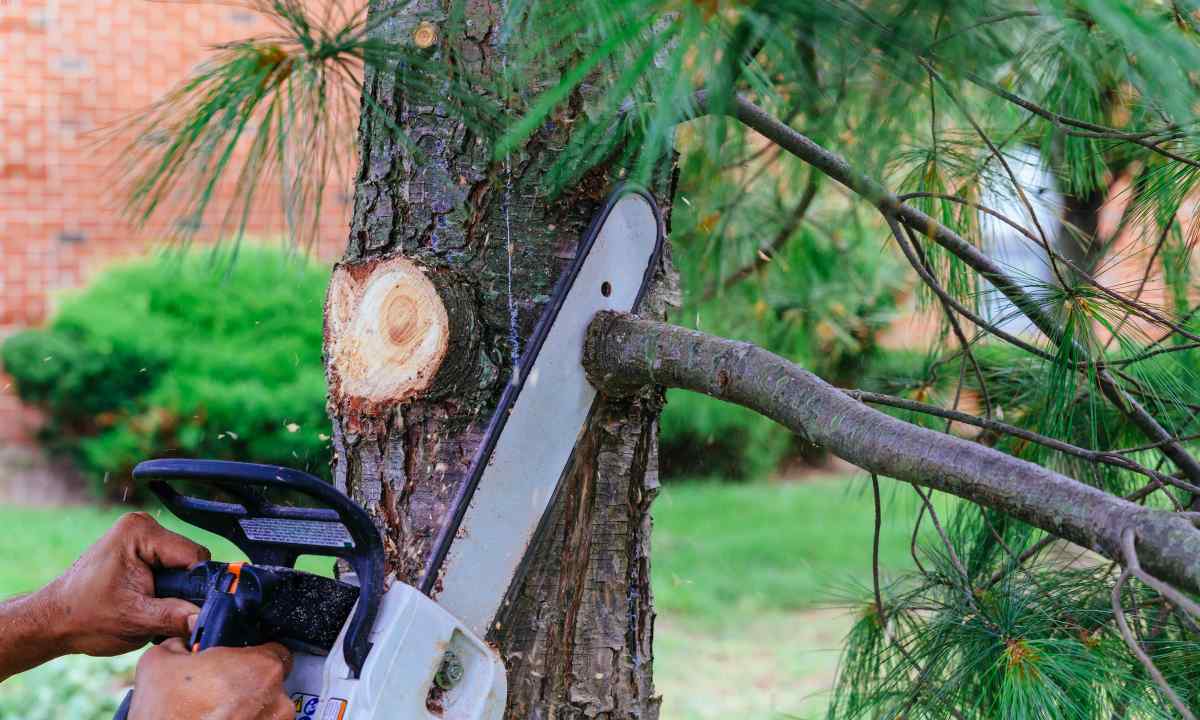 How to cut trees