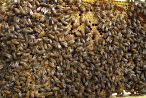 Wintering of bees: as well as with what to feed