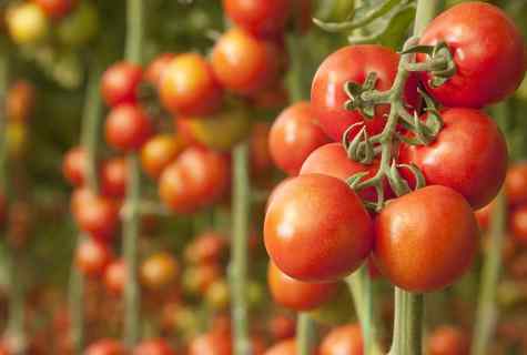 Why tomatoes decay