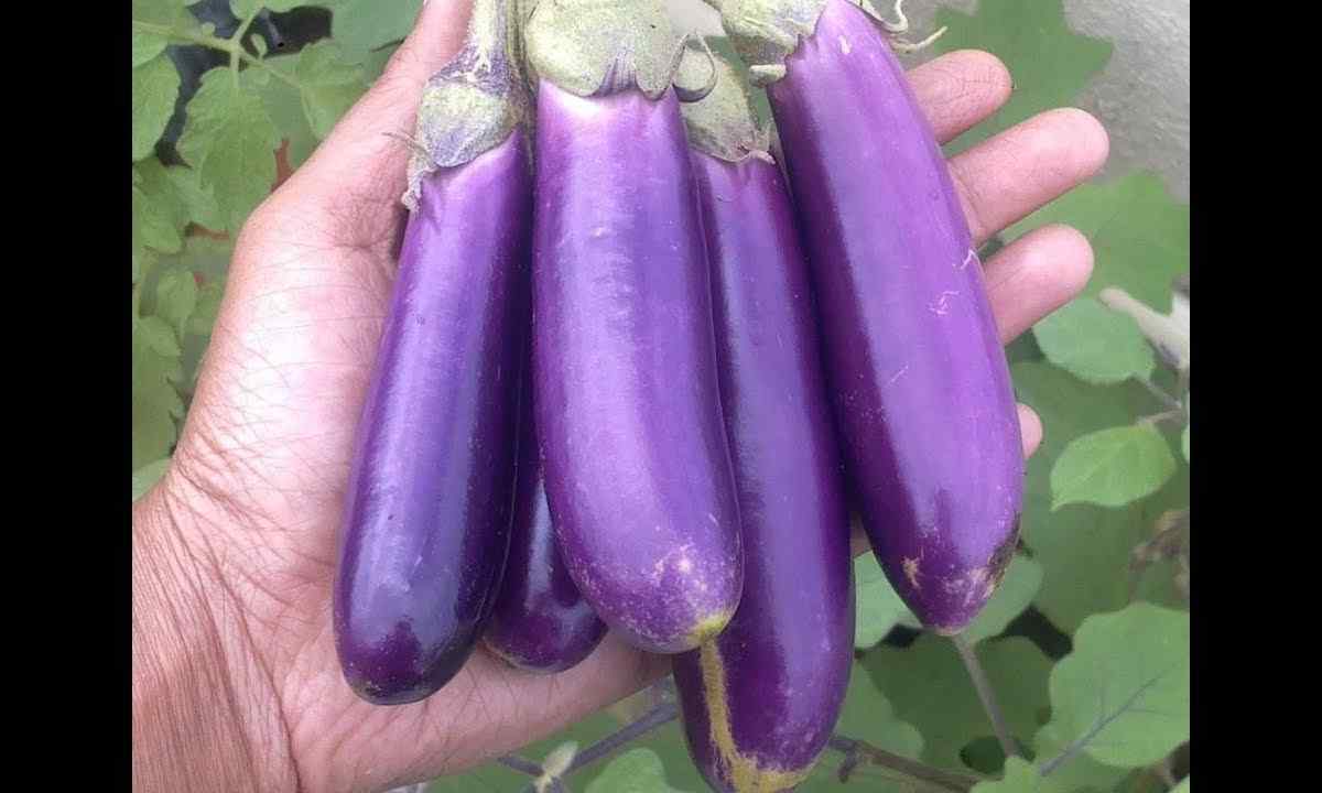 How to replace seedling of eggplants