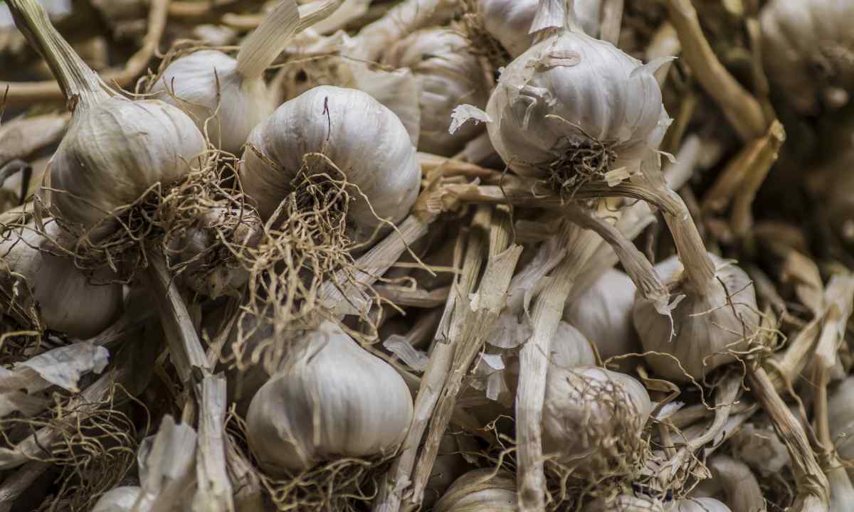 Than to process garlic before landing towards the winter