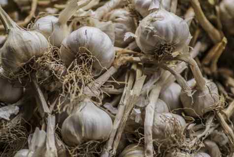 Than to process garlic before landing towards the winter