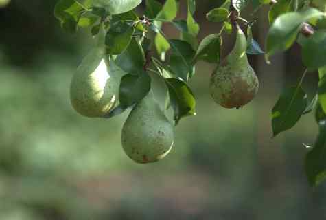 Why apple-trees, pears, cherries and drainings fructify not every year
