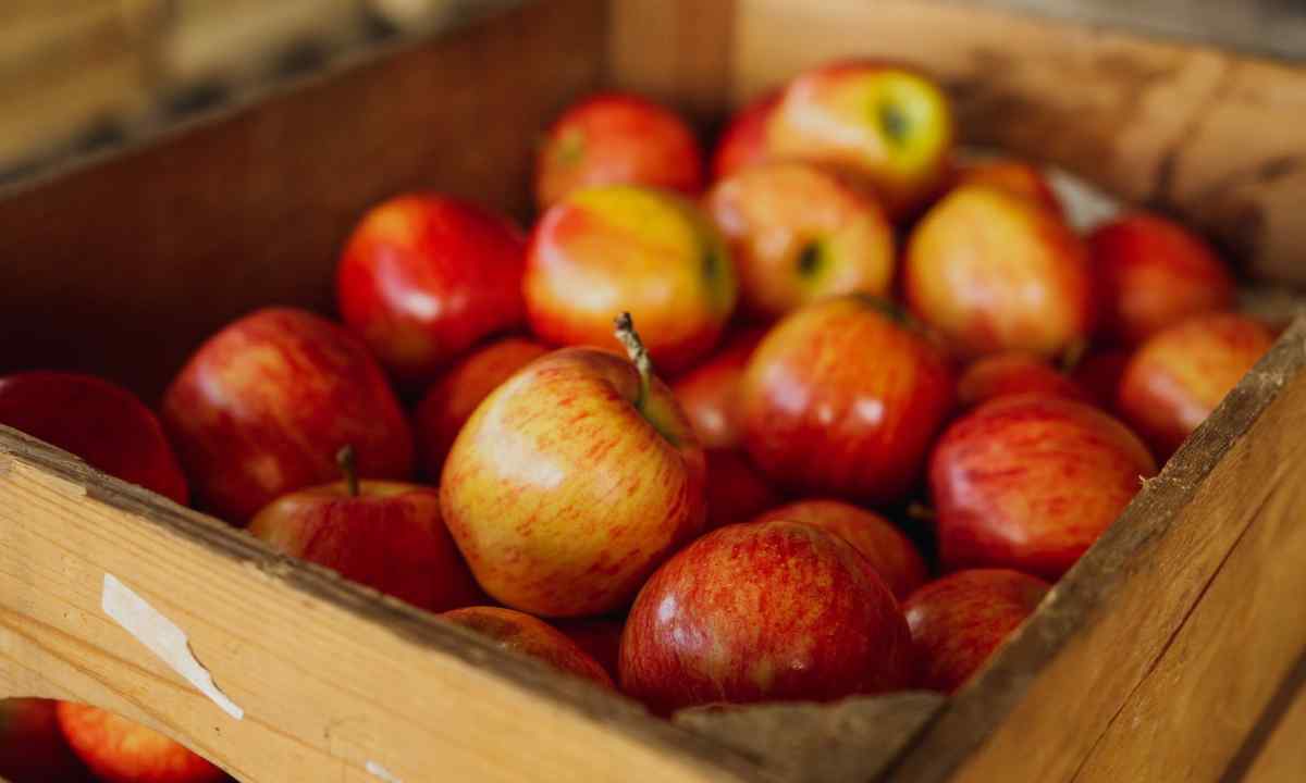 How to keep apples in house conditions