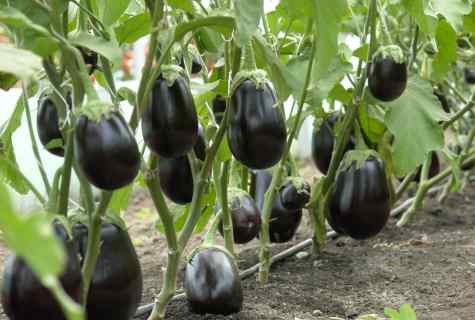 How to grow up eggplants at the dacha