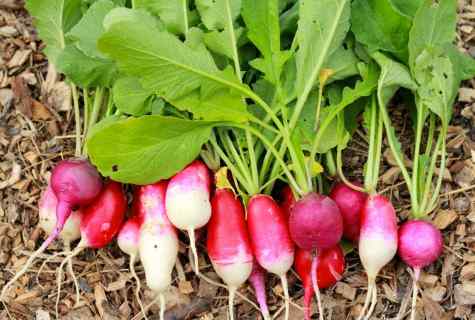 What the advantage of horse-radish consists in