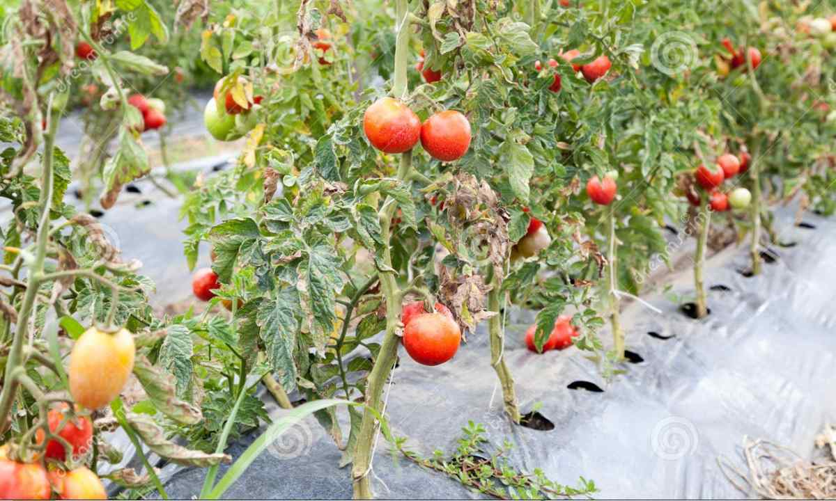 What to do if tomatoes blacken on bush
