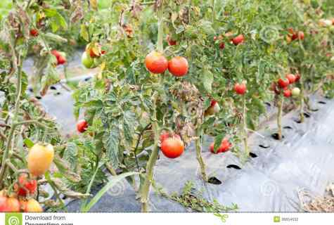 What to do if tomatoes blacken on bush