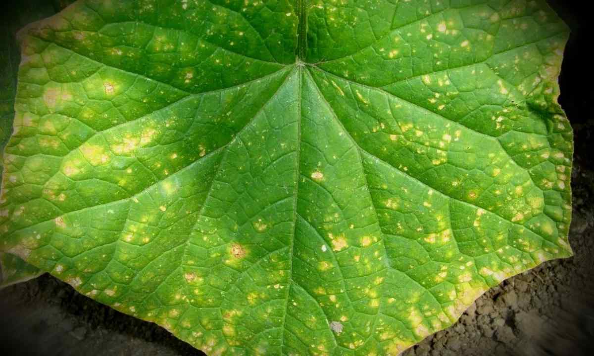 Why at cucumbers leaves have at the edges turned yellow