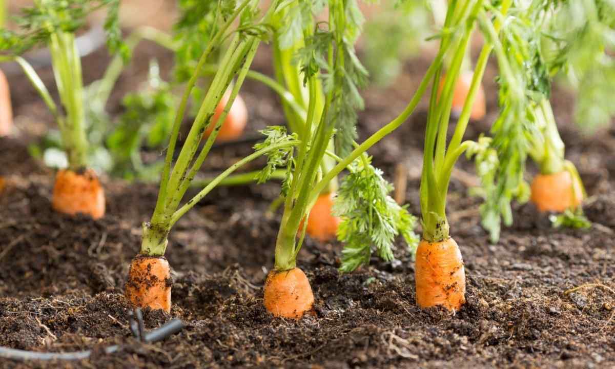 How to grow up carrots