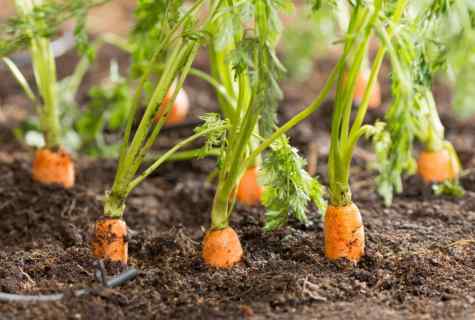 How to grow up carrots