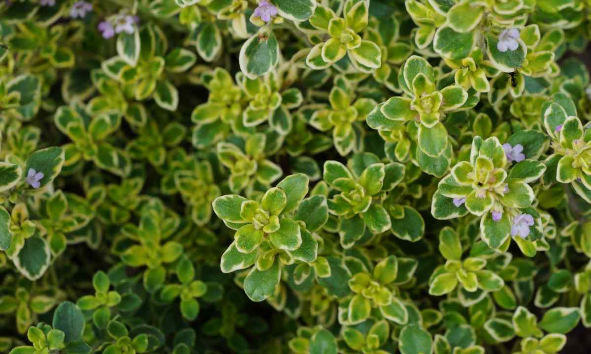 How to grow up thyme