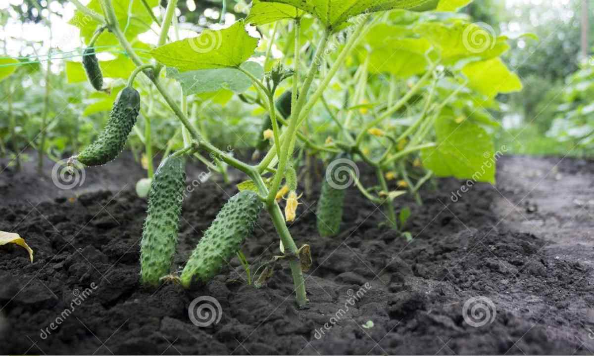 Rules of landing of cucumbers