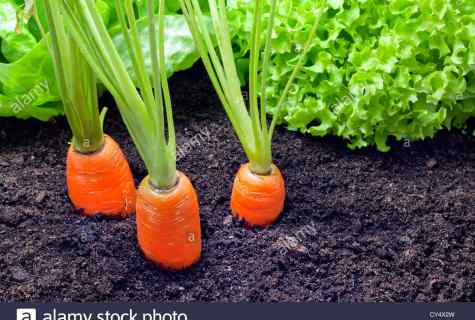 As it is correct to plant carrots that the harvest was excellent