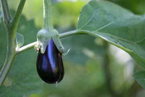 How to grow up seedling of eggplants