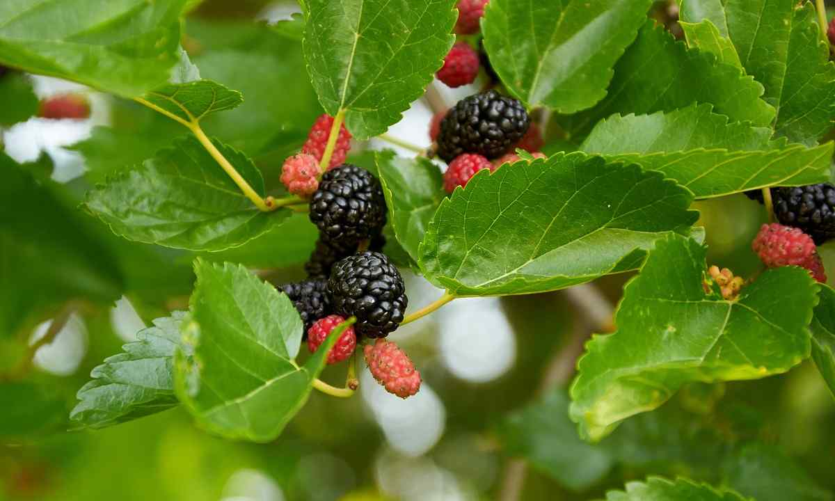How to grow up mulberry
