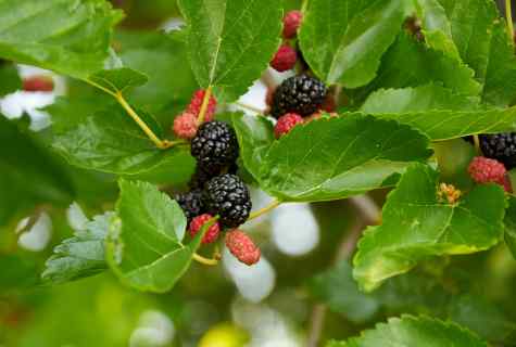 How to grow up berry trees