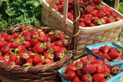 As it is correct to look after strawberry to receive good harvest