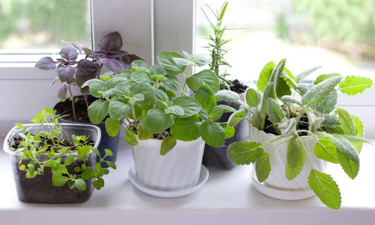 How to grow up house cucumbers on windowsill